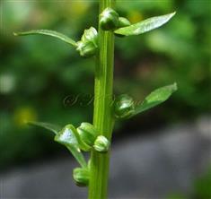 Axillary flowers connate at base